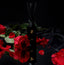 Bouquet of red roses with a black incense stick against a dark background